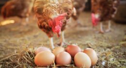 Florida man accused of opening fire after argument over chickens laying eggs