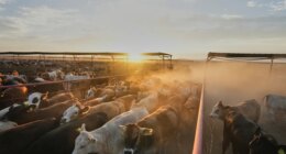 GOP lawmakers question 'long-term fairness' of trade boost to Argentinian beef