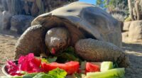 Gramma, a 141-year-old Galapagos tortoise, dies in US