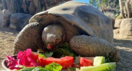 Gramma, a 141-year-old Galapagos tortoise, dies in US