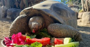 Gramma, a 141-year-old Galapagos tortoise, dies in US