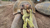 Gramma the Galapagos tortoise, oldest resident of San Diego Zoo, dies at about 141