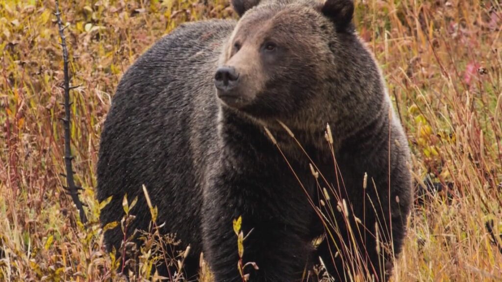 Grizzly attacks schoolchildren and teachers on a walking trail in Canada, injuring 11