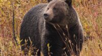 Grizzly attacks schoolchildren and teachers on a walking trail in Canada, injuring 11