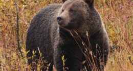 Grizzly attacks schoolchildren and teachers on a walking trail in Canada, injuring 11