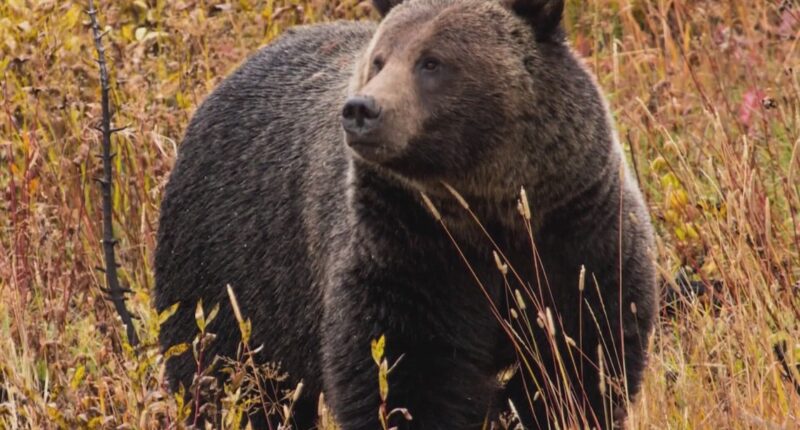Grizzly attacks schoolchildren and teachers on a walking trail in Canada, injuring 11