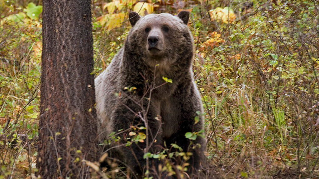 Grizzly bear attacks schoolchildren and teachers on a walking trail in Canada, injuring 11