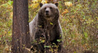 Grizzly bear attacks schoolchildren and teachers on a walking trail in Canada, injuring 11