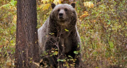 Grizzly bear attacks schoolchildren and teachers on a walking trail in Canada, injuring 11