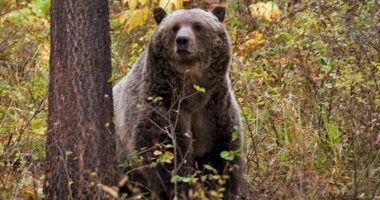 Grizzly bear attacks schoolchildren and teachers on a walking trail in Canada, injuring 11
