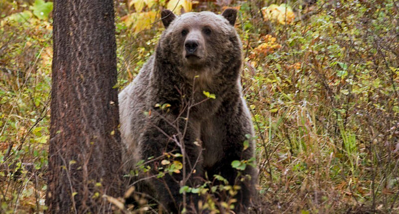 Grizzly bear attacks schoolchildren and teachers on a walking trail in Canada, injuring 11