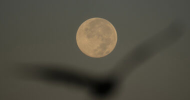 How to spot November's supermoon, the closest of the year