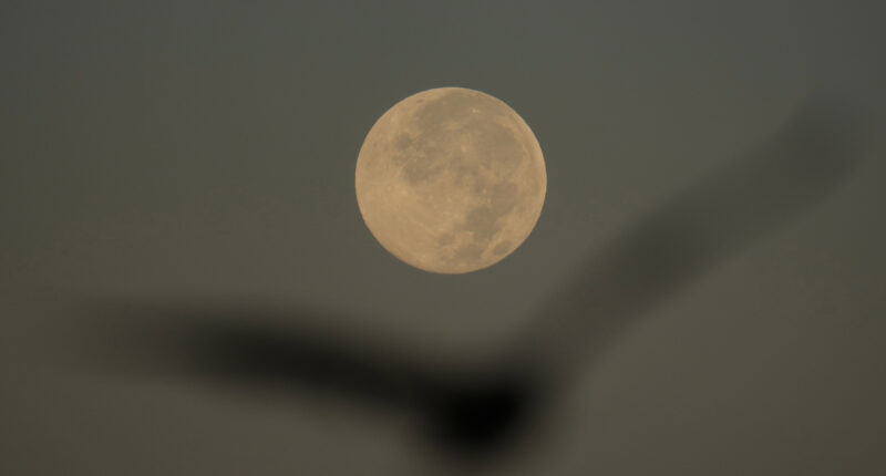 How to spot November's supermoon, the closest of the year