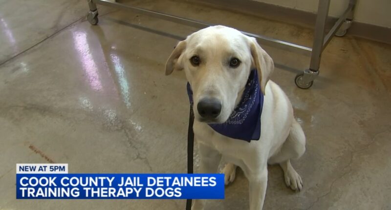 Inmates training dogs for adoption, therapy through Cook County Sheriff Tom Dart's Tails of Redemption program