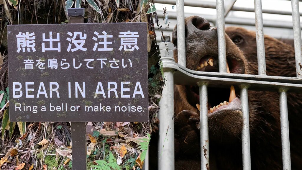 Japan deploys military after record bear attacks across country