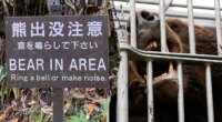Japan deploys military after record bear attacks across country