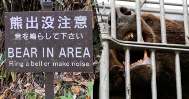 Japan deploys military after record bear attacks across country