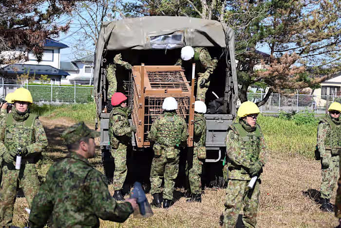 Japan sends troops to northern region to help stop bear attacks after a record number of casualties