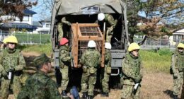 Japanese bears attack almost 200 people over seven months