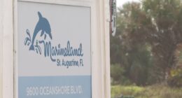 Judge reopens the bidding for sale of Marineland to include group of dolphin professionals