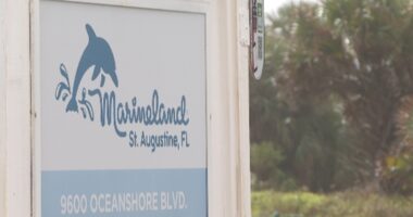 Judge reopens the bidding for sale of Marineland to include group of dolphin professionals
