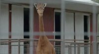 Kipekee, rare spotless giraffe at Tennessee zoo, dies