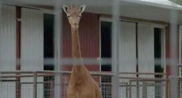 Kipekee, rare spotless giraffe at Tennessee zoo, dies