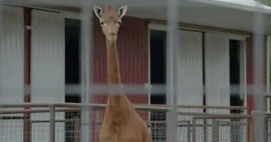 Kipekee, rare spotless giraffe at Tennessee zoo, dies