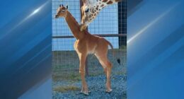 'Kipekee,' the spotless giraffe born at Tennessee zoo, has died