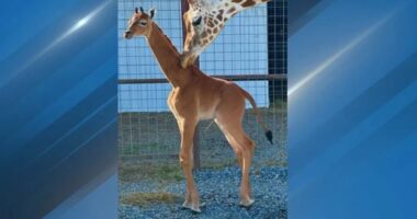 'Kipekee,' the spotless giraffe born at Tennessee zoo, has died