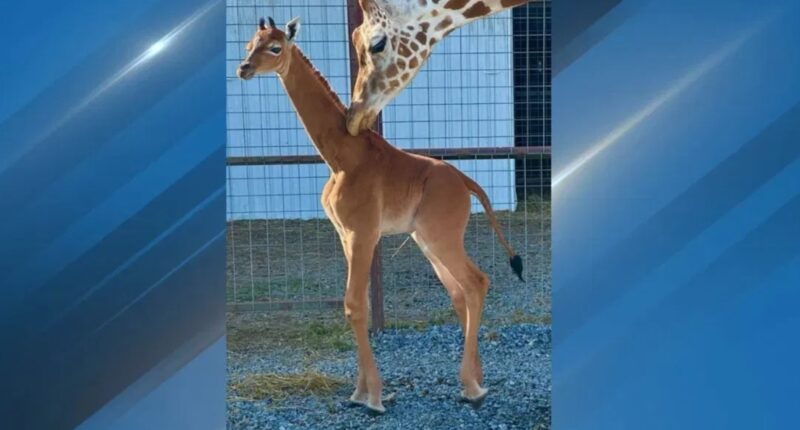 'Kipekee,' the spotless giraffe born at Tennessee zoo, has died
