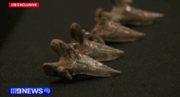 Major discovery proves gigantic sharks roamed Australia's coastlines