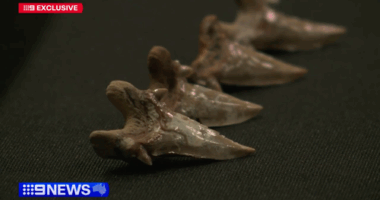 Major discovery proves gigantic sharks roamed Australia's coastlines