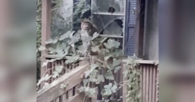 Monkeys Mississippi news: 2nd escaped monkey killed in Mississippi after woman shoots monkey in Heidelberg, MS over weekend