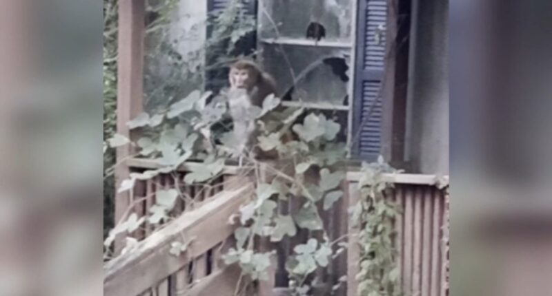Monkeys Mississippi news: 2nd escaped monkey killed in Mississippi after woman shoots monkey in Heidelberg, MS over weekend