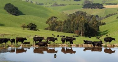 More than 70 jobs lost in sudden closure of town's sawmill