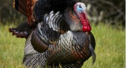 Morning Minute: This Thanksgiving, Let's Talk Turkey