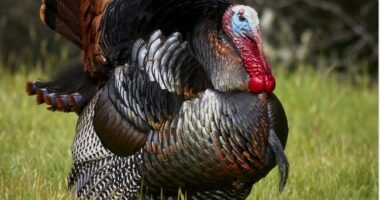 Morning Minute: This Thanksgiving, Let's Talk Turkey