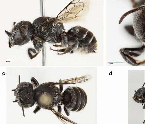 New bee discovered in WA