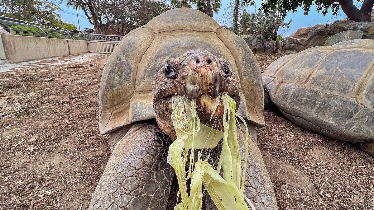 Oldest resident of San Diego Zoo dies at 141 years old