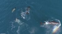 Orca pod seen hunting sharks with special 'paralysis' move