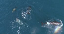 Orca pod seen hunting sharks with special 'paralysis' move