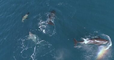 Orca pod seen hunting sharks with special 'paralysis' move
