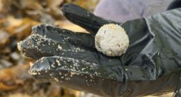 Debris balls have washed up on several NSW ﻿beaches again, but authorities are unsure whether they are related to the ones that were previously found along dozens of Sydney beaches.