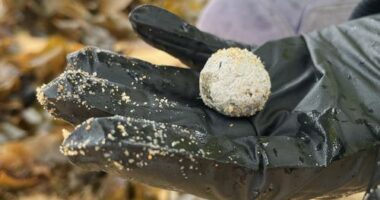 Debris balls have washed up on several NSW ﻿beaches again, but authorities are unsure whether they are related to the ones that were previously found along dozens of Sydney beaches.