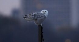 Pair of snowy owls spotted along Lake Michigan beach near near Montrose Point Bird Sanctuary draws crowds in Chicago