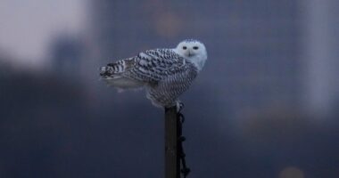 Pair of snowy owls spotted along Lake Michigan beach near near Montrose Point Bird Sanctuary draws crowds in Chicago