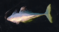A﻿ rare white humpback whale has been spotted defying migration habits off the NSW South Coast.