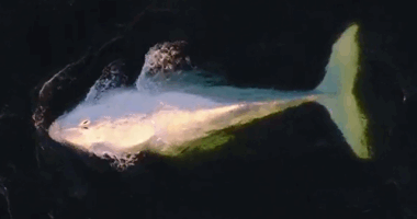 A﻿ rare white humpback whale has been spotted defying migration habits off the NSW South Coast.