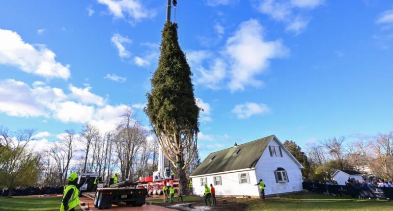 Rockefeller Christmas tree is harvested from upstate New York and begins trek to Manhattan